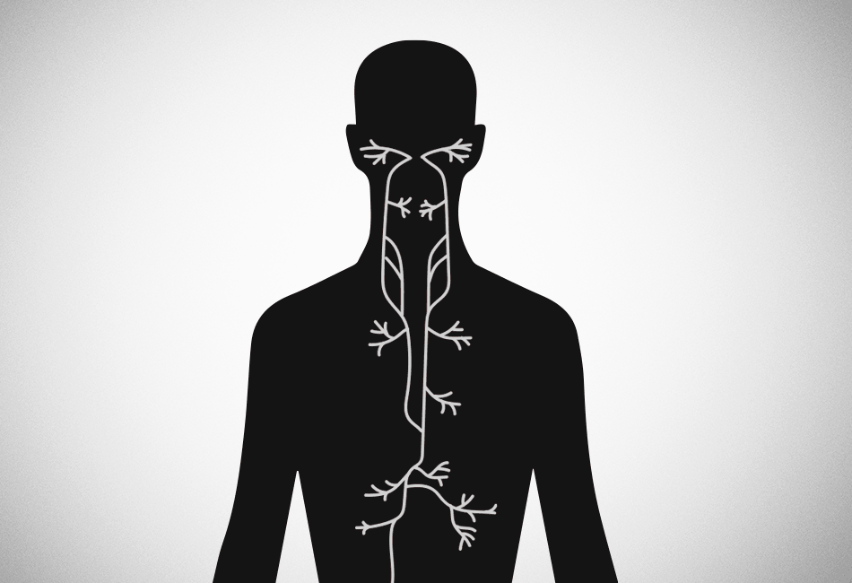 Vagus Nerve: Function & Activation How-To
